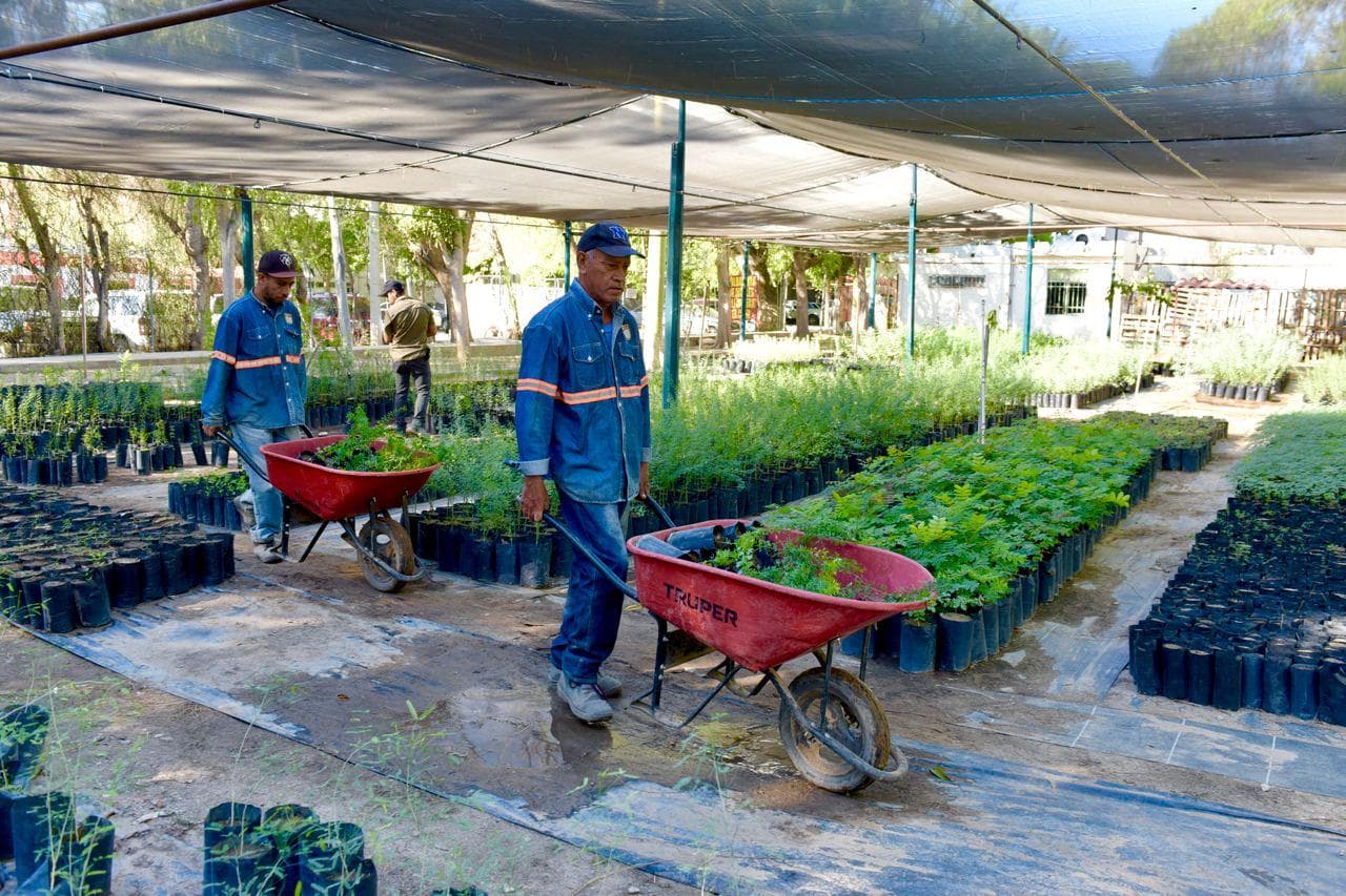 Donará árboles nativos el Vivero Municipal este viernes