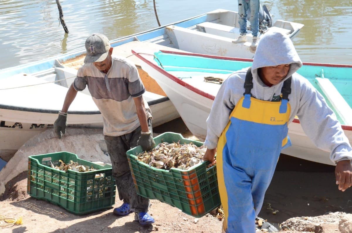 Sonora permanece líder nacional en producción pesquera