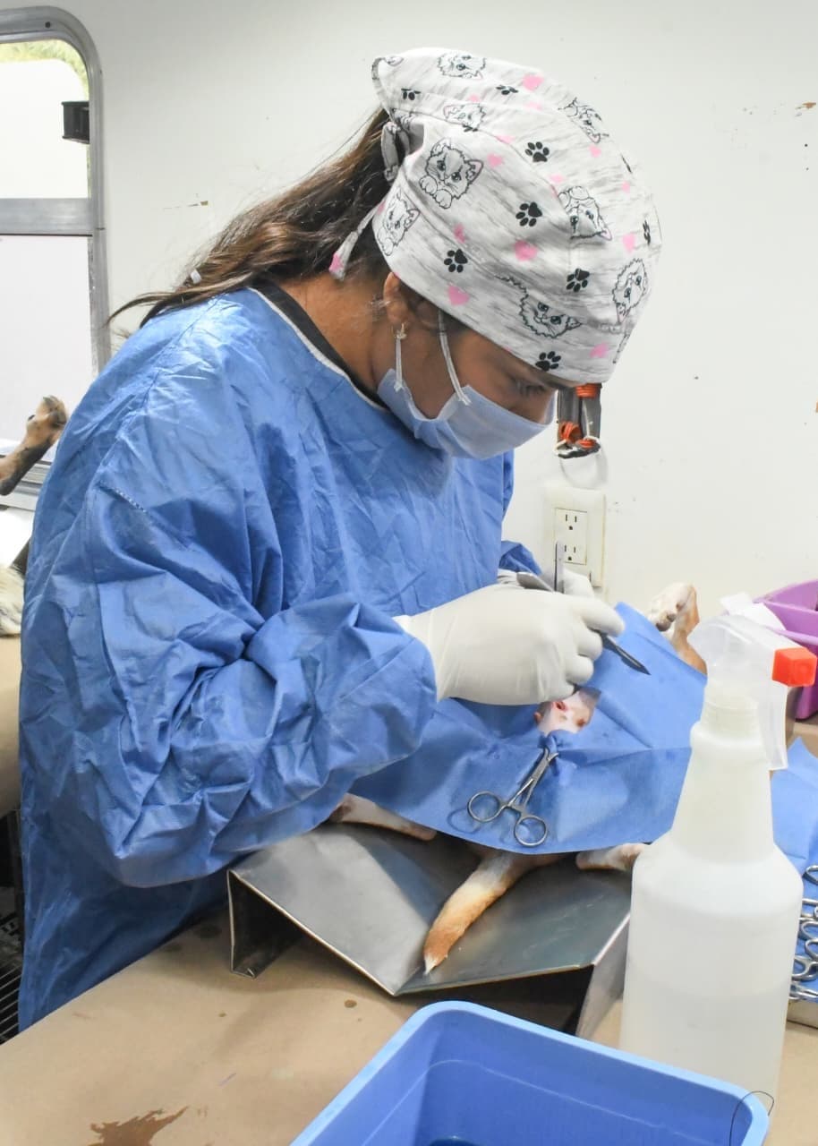 Gobierno de Hermosillo mantendrá en mayo esterilizaciones gratuitas para perros y gatos
