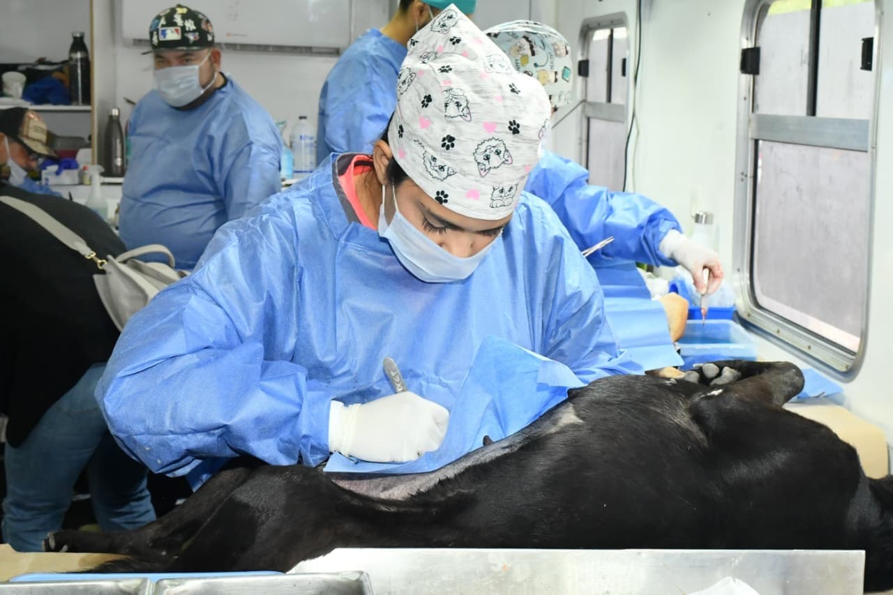 Gobierno Municipal de Hermosillo invita a jornadas gratuitas de esterilización y baños contra garrapatas para perros y gatos