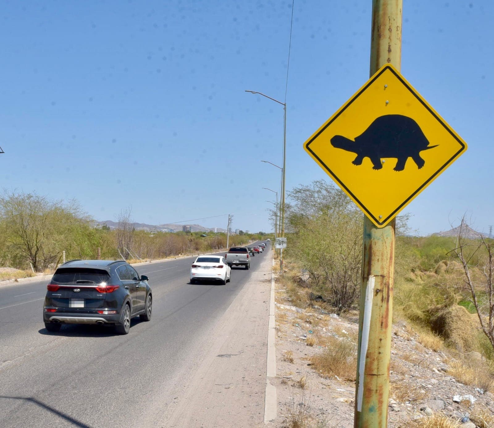 Ayuntamiento de Hermosillo instala señalamientos preventivos por cruce de tortugas en el Vado del Río