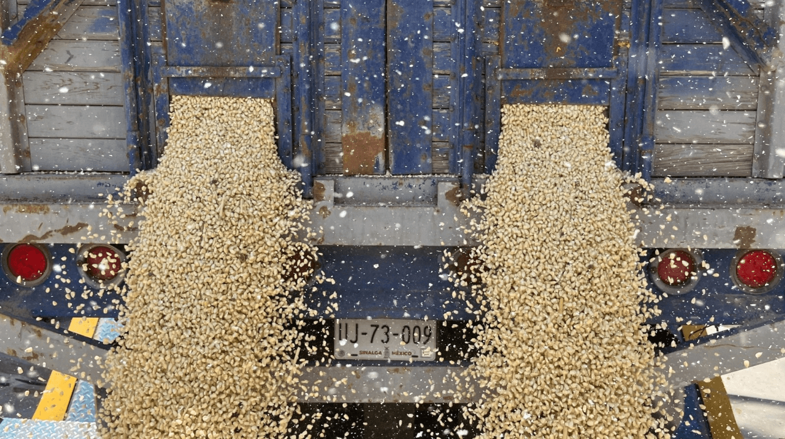 Productores exigen a la Federación ampliar presupuesto al maíz