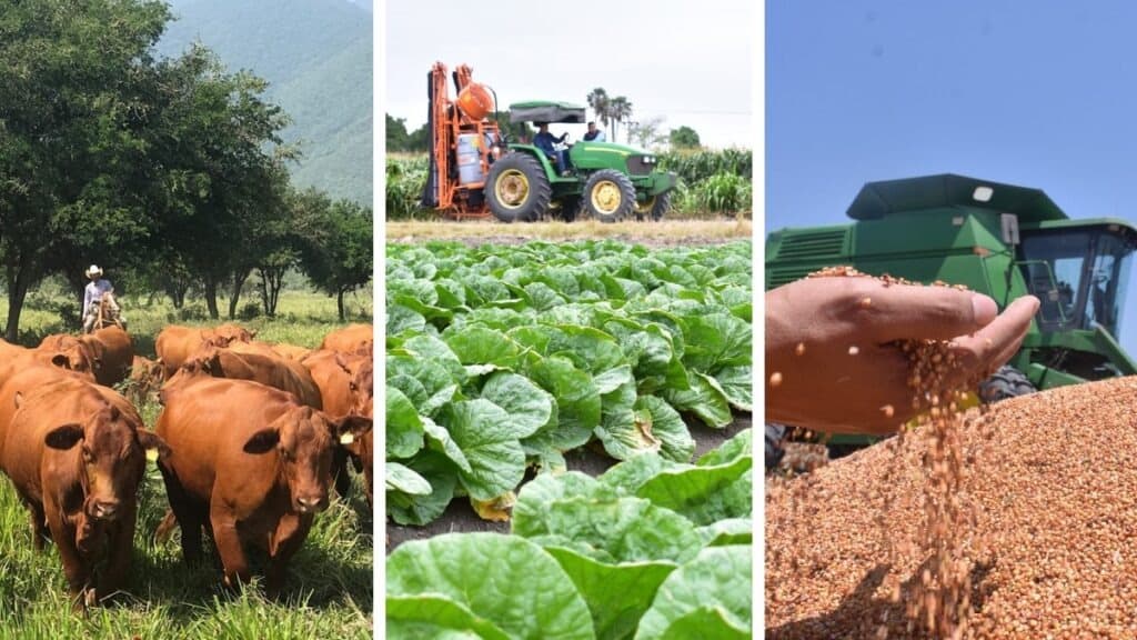 Se desploma casi 50 por ciento, balanza comercial agroalimentaria de México
