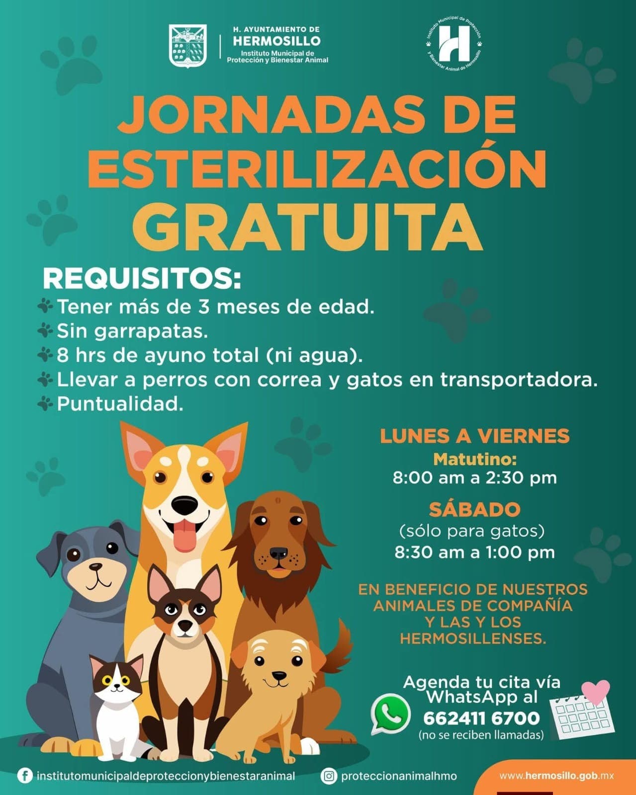Ayuntamiento de Hermosillo mantiene agenda abierta para esterilizaciones gratuitas para perros y gatos